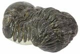 Austerops Trilobite Fossil - Rock Removed #67037-4